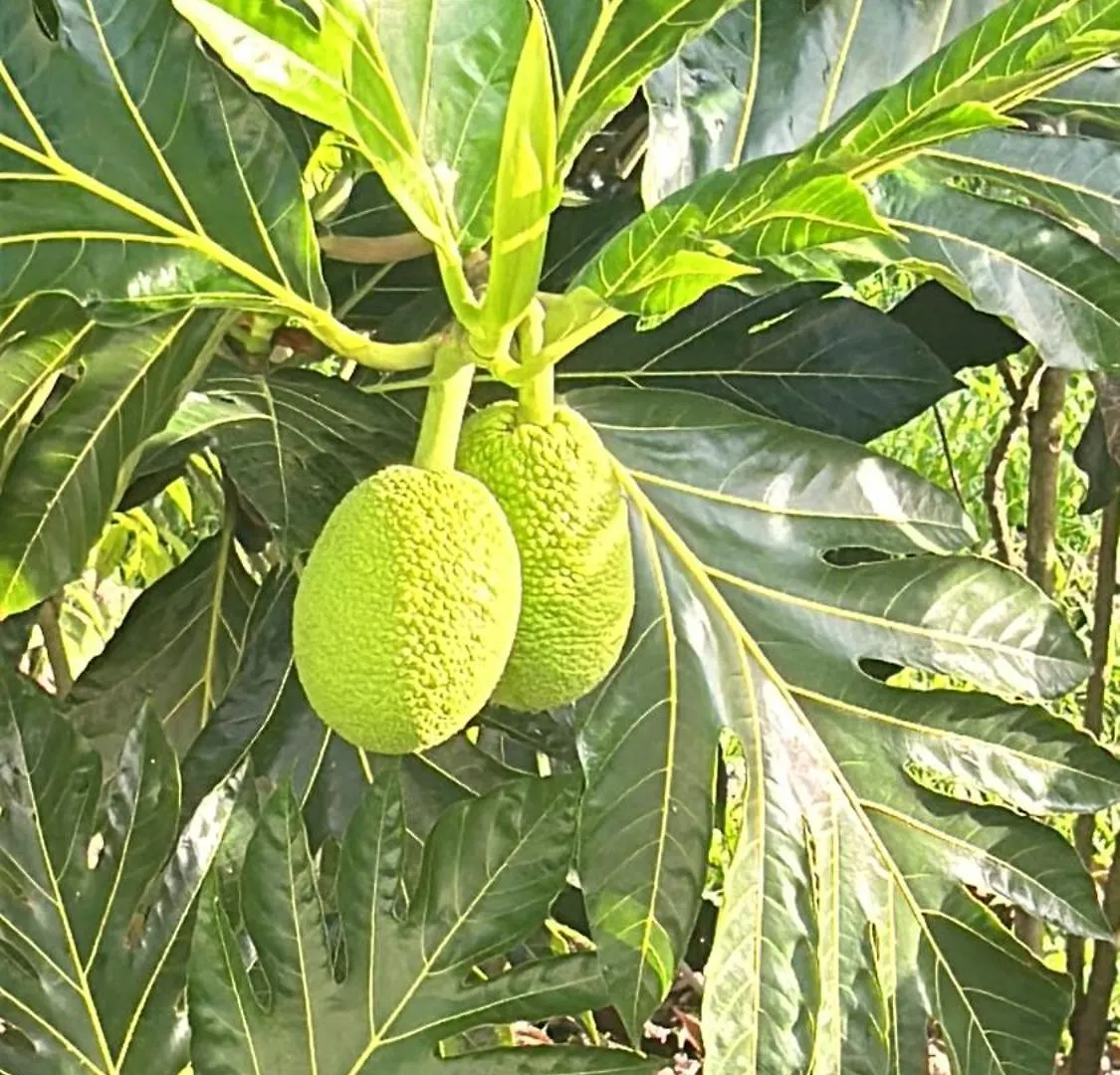Rancho Ecologico El Eden Villa Higuey Dominican Republic