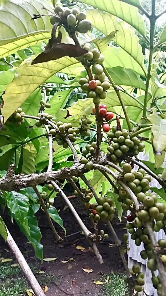Lodge Rancho Ecologico El Eden Villa Higuey